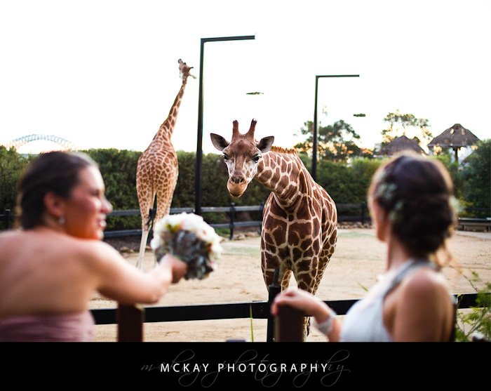 Mary Ryan wedding - Bradleys Head wedding Taronga Centre